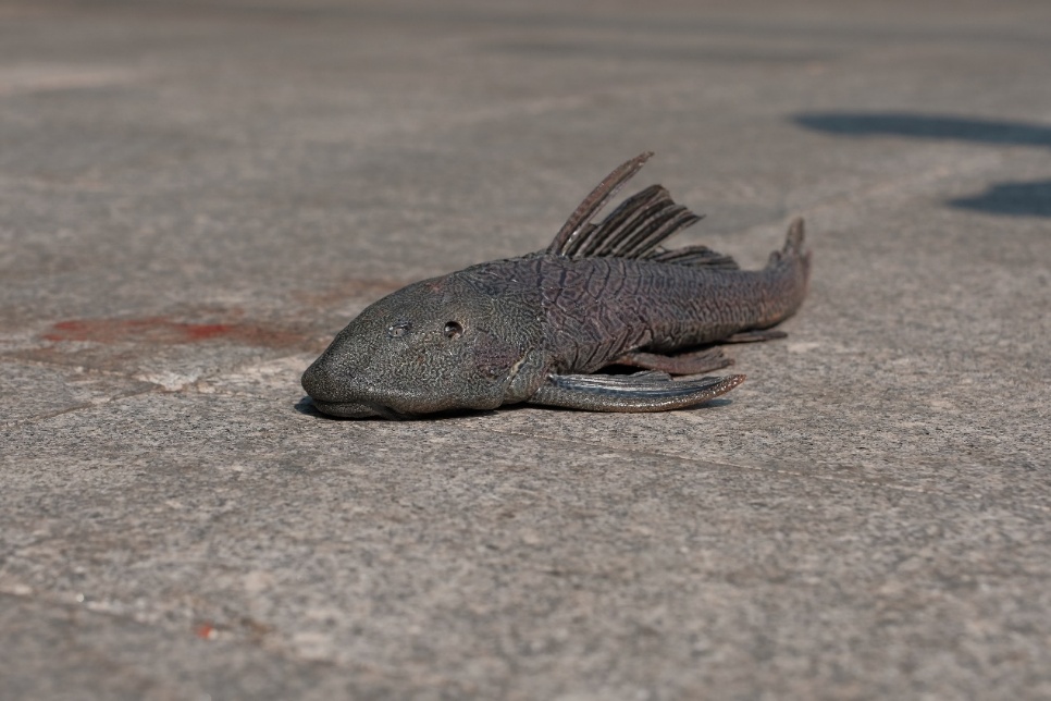 星耀 AF 50mm f1.4 个人使用评测